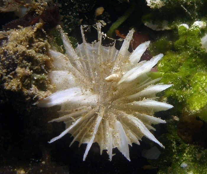 Представитель Семейства Fungiacyathidae